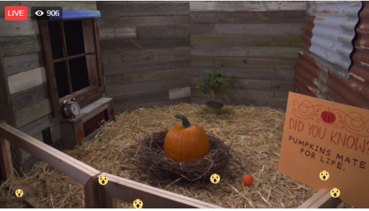 Starbucks-pumpking-latte-live Starbucks pumpking latte facebook live action
